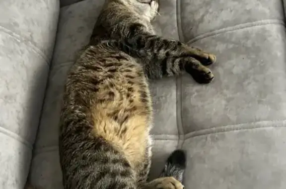 Пропал кот, улица Некрасова, Ульяновск - не кастрирован, очень разговорчивый - photo