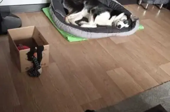 Пропала собака, Московское шоссе, 85, Ульяновск - черно-белая с узором в виде паука - photo