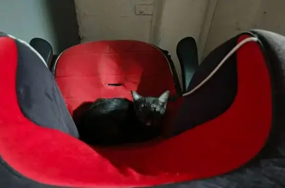 Объявления о пропавших и найденных животных, Москва, фото: Найден котёнок, улица Юных Ленинцев, 83 к3, Москва - сильно мяукает