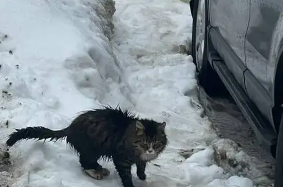 Найдена кошка, Москва, фото: Найдена кошка, улица Академика Янгеля, Москва - вся мокрая