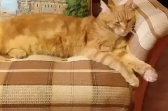 Найденные животные Коломна, фото: Найдена кошка, Окский проспект, 7, Коломна - крупный рыжий кот