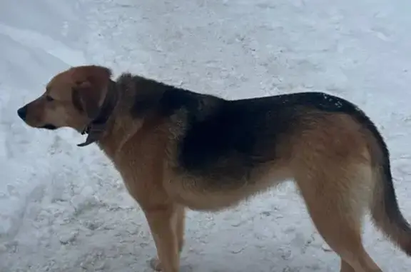 Найдена собака, Казань, фото: Найдена собака, улица Качалова, Казань - коричневый ошейник