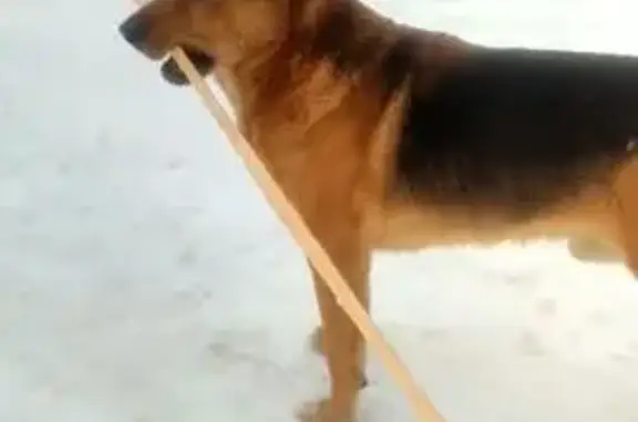 Найдена собака, Санатория 