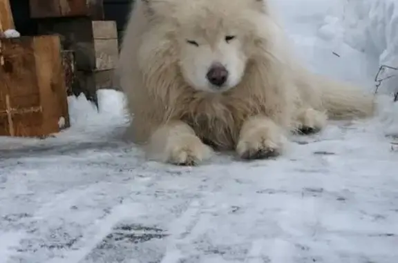 Без ошейника, когти подстрижен, реагирует на команды.