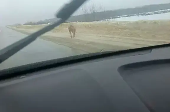 Найден другой, Тамбовский Лесх...