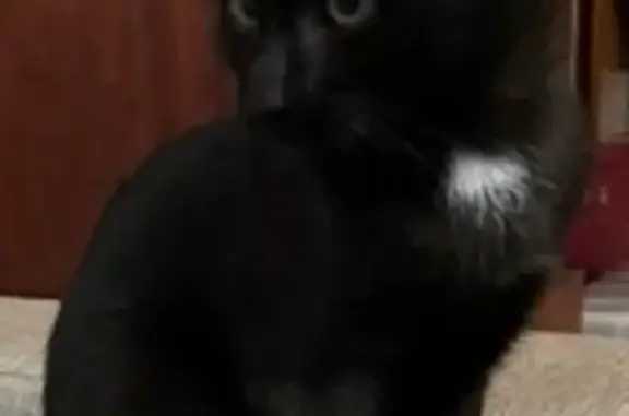 Пропала кошка, улица Блохина, 25, Санкт-Петербург - черная с белым галстучком - photo