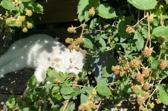 Пропала кошка, Красная улица, 257Б, Калининград - белая вислоухая - photo