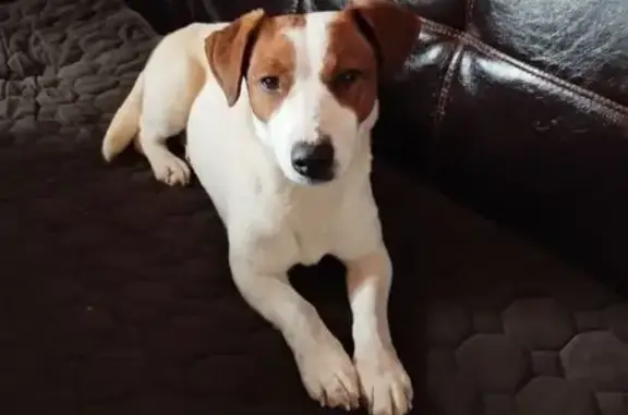 Найдена собака, Северское, фото: Найдена собака, Северское, Московская область - женская, без ошейника