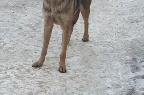 Найдена собака, Самара, фото: Найдена собака, Заводское шоссе, 9, Самара - пугливая