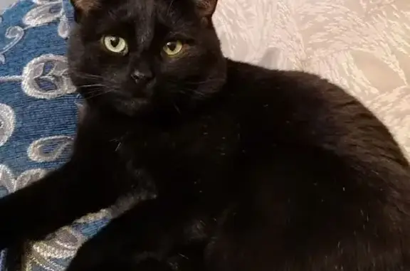 Пропал кот, улица Герцена, 174, Краснодар - кастрированный, ласковый, 11 лет - photo