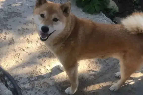 Пропал собака, мужской, Октябрьская улица, Закутский - photo