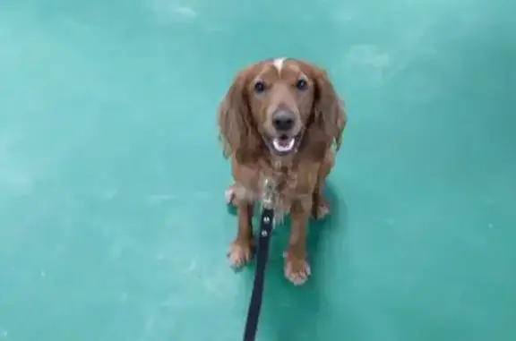 Пропал собака, улица Красного Маяка, Москва - рыжий русский охотничий спаниель - photo