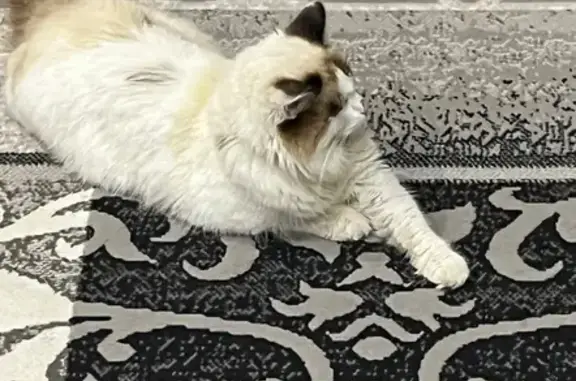 Пропал кот, улица Гагарина, Ишим - белый с серыми пятнами - photo