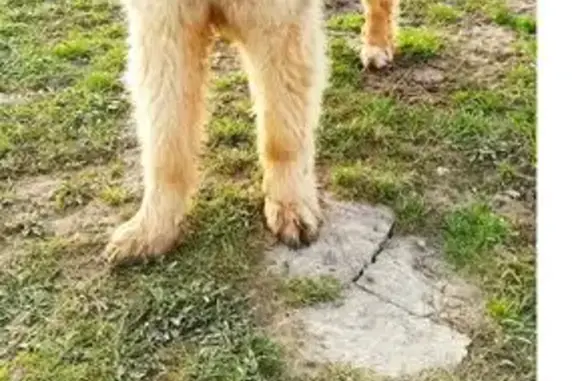 Пропал собака, район п.Медовое, Багратионовский муниципальный округ - похож на овчарку - photo