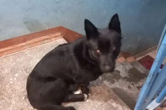 Найден собака, улица Нурсултана Назарбаева, 60, Казань - прихрамывает - photo