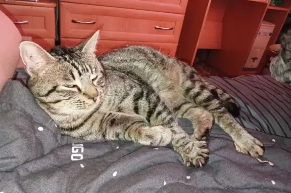 Пропал кот, Пыталовские Хутора, Пыталово - ушёл 13 февраля - photo