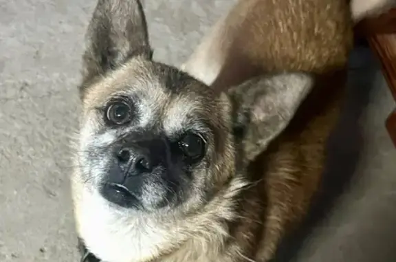 Пропал собака, Скорняжная улица, Краснодар - рыжий, коротконогий, возраст 12 лет - photo