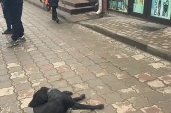 Найдена собака, Минеральные Воды, фото: Найдена собака, улица 50 лет Октября, 53А, Минеральные Воды - чёрная с широким ошейником