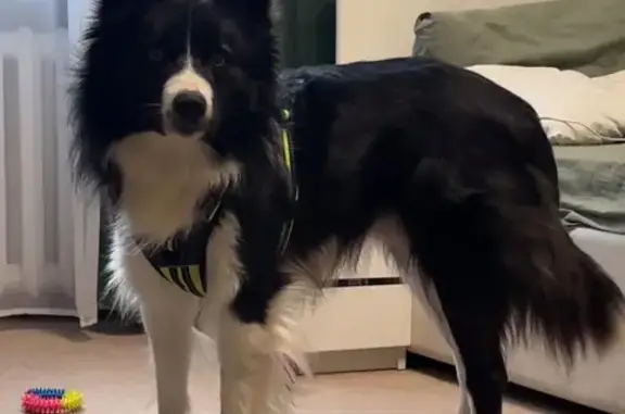 Найдена собака, Мытищи, фото: Найден собака, Олимпийский проспект, 15 к1, Мытищи - чёрно-белый кобель бордер колли