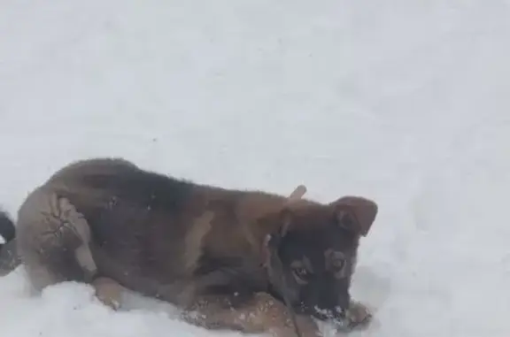 Объявления о пропавших и найденных животных, Омск, фото: Найдена собака, Космический проспект, Омск - похожа на овчарку