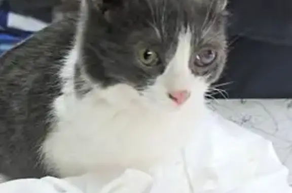 Найдена кошка, Павловская, фото: Найдена кошка, мужской, улица Ленина, 18А, Павловская - серо-белый окрас
