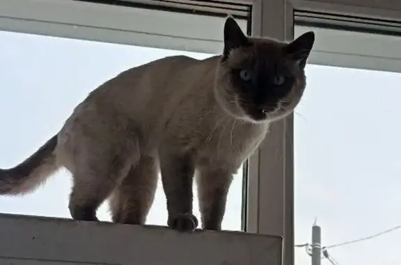 Пропал кот, Матросовская улица, Борисоглебск - смесь сиамской кошки и вислоухого кота - photo