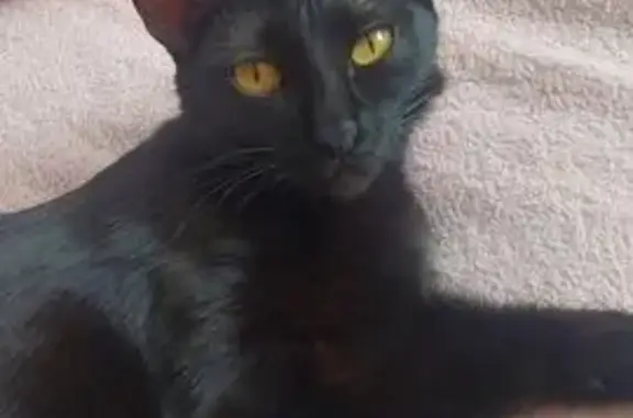 Кошки потеряшки, Казань, фото: Потеряшка кошка, улица Юлиуса Фучика, 102, Казань - полностью чёрная, худощавая