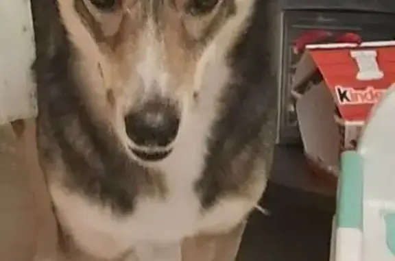 Пропала собака, улица Революции, Тула - photo