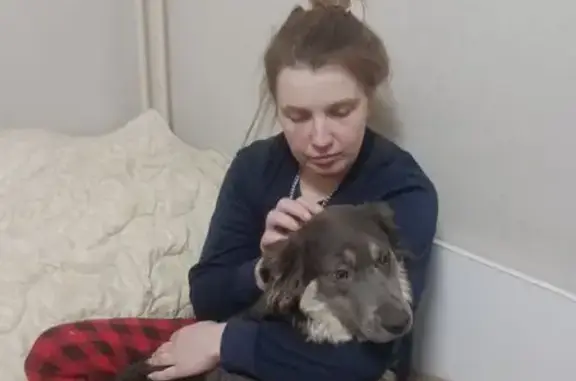 Пропала собака, Юнтоловский проспект, Санкт-Петербург - дымчатая шерсть, на синей шлейке - photo