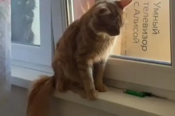 Пропал кот, улица Достоевского, Казань - рыжий, средней пушистости - photo