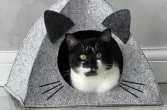 Пропала кошка, Ябедино, Московская область - узор из белого меха на лбу - photo