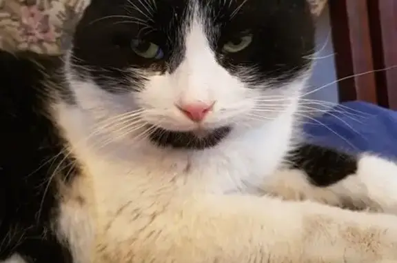 Объявления о пропавших и найденных животных, Таганрог, фото: Найдена кошка, улица Дзержинского, 121, Таганрог - чёрно-белый, напуган