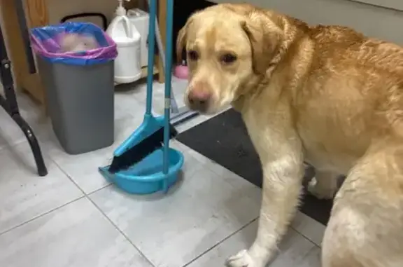 Найдена собака, Тамбов, фото: Найдена собака, Советская улица, 187, Покрово-Пригородное, Тамбов