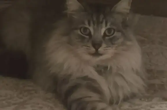 Пропал кот, улица Разъезд Темерник, Ростов-на-Дону - серый с синим ошейником - photo