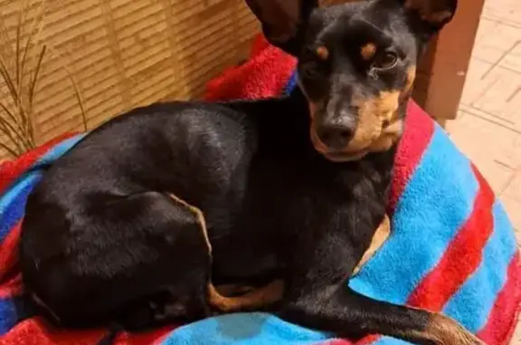 Найденные животные Ангарск, фото: Найдена собака, мужской, 13, Ангарск - черный окрас с рыжим подпалом
