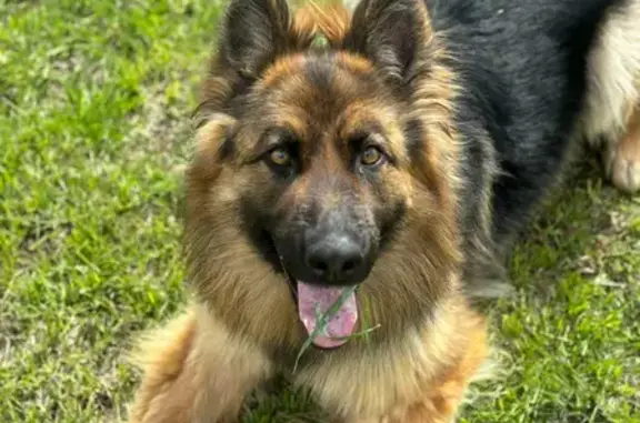 Собаки потеряшки, Первоуральск, фото: Потеряшка собака, женский пол, улица Черняховского, 49, Первоуральск