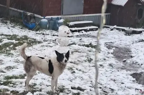 Пропала собака, 2-й Писцовский переулок, 6, Иваново - белая с чёрными пятнами - photo