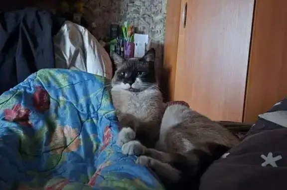 Потерянные животные Прокопьевск, фото: Пропал кот, Стандартный переулок, Прокопьевск - сиамского окраса