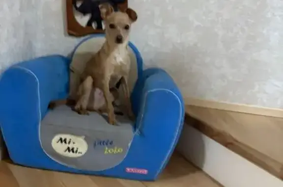 Пропал собака, Седлогорская улица, 107, Кисловодск - рыжий, одно ухо стоит - photo