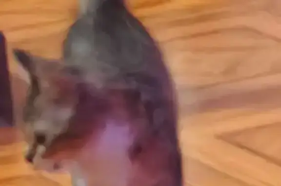 Пропала кошка, Адлерская улица, 15, Краснодар - photo