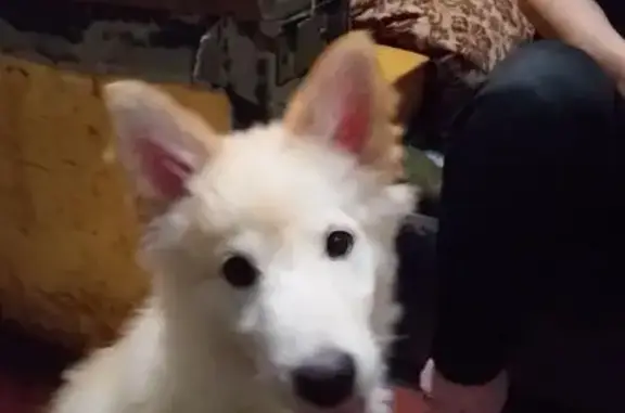 Объявления о пропавших и найденных животных, Казань, фото: Найдена собака, улица Восстания, 83, Казань - щенок белый с рыженьким оттенком