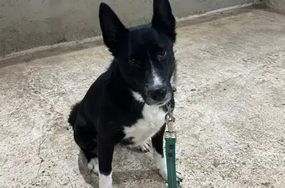 Найденные животные Вологда, фото: Найдена собака, женская, Окружное шоссе, Вологда