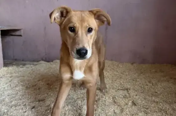 Пропал собака, Чехов - ярко рыжий с белыми носочками - photo