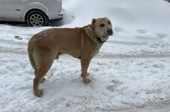 Найден собака, улица Карла Маркса, 50/8, Казань - похож на кавказца - photo