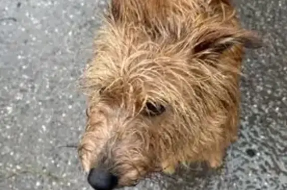 Объявления о пропавших и найденных животных, Ставрополь, фото: Найден собака, улица Павлова, 2, Ставрополь - красный ошейник