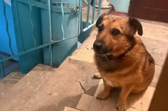 Объявления о пропавших и найденных животных, Ставрополь, фото: Найдена собака, улица 50 лет ВЛКСМ, Ставрополь - коричнево-красный ошейник