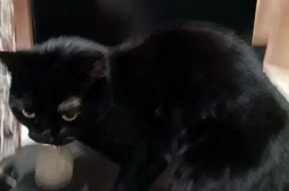 Потерянные животные Астрахань, фото: Пропала кошка, 1-я Заречная д. 4, Астрахань - светло жёлтые глаза