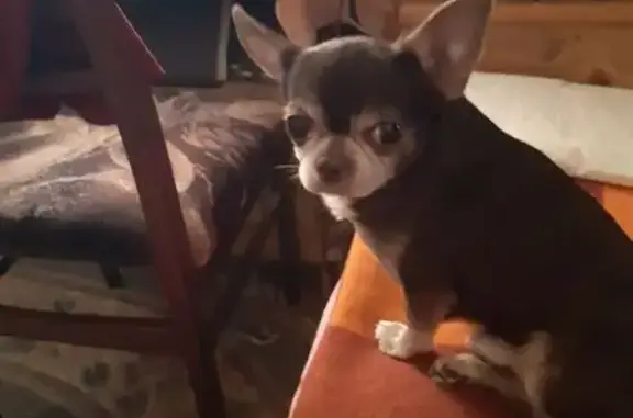 Объявления о пропавших и найденных животных, Москва, фото: Пропал собака, мужской, Химкинский бульвар, 11, Москва - коричневый, в зелёном комбинезоне