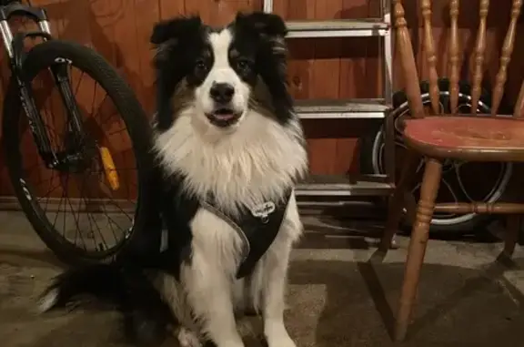 Пропал собака, 35, Исаково - австралийская овчарка - photo