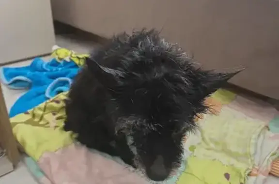 Найдена собака, Уфа, фото: Найдена собака, Нагаевское шоссе, Нагаево, Уфа - смесь йорка и шпица